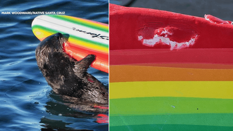 California Sea Otter’s Mischief Turns Surfer’s Day into Chaos