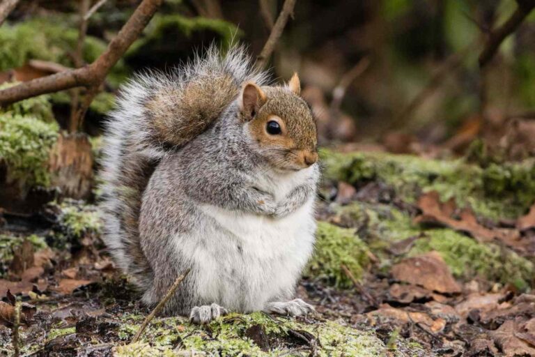 Chunkosaurus Rex Crowned Texas’ Fattest Squirrel in Viral Competition