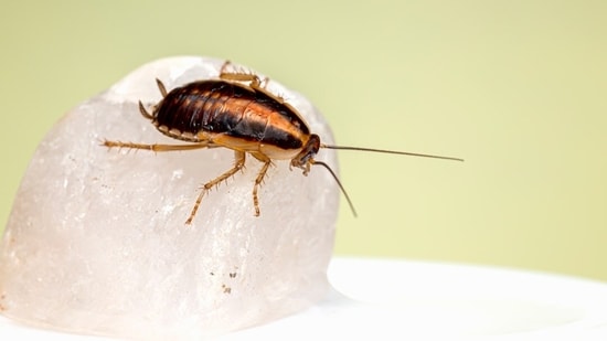 Woman Accidentally Triggers Deadly Fire While Trying to Kill Cockroach in South Korea
