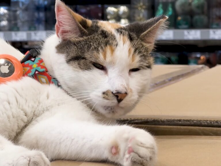 Francine’s Extraordinary Journey: Store Cat Found After Weeks Away