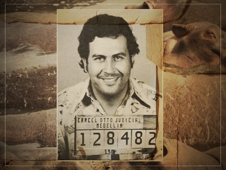 Colombian Hippos: A Crisis from Escobar’s Private Zoo