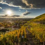 Germany’s Oldest Winery Faces Bankruptcy by 2027 in Deepening Wine Crisis